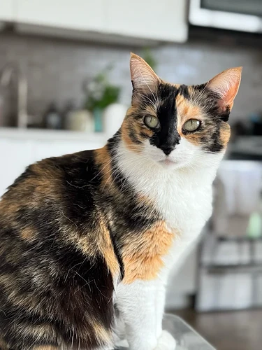 minnias cat input